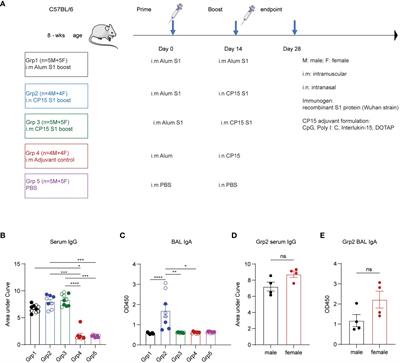 Sex-biased immunogenicity of a mucosal subunit vaccine against SARS-CoV-2 in mice